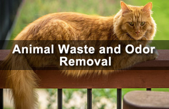 Animal-Waste-and-Odor-Removal